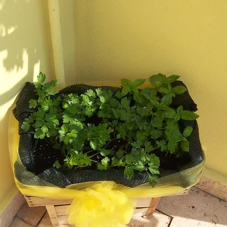 科尔特巴比住宿加早餐旅馆 Dolcè